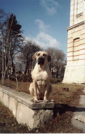 KI-IKA на прогулке